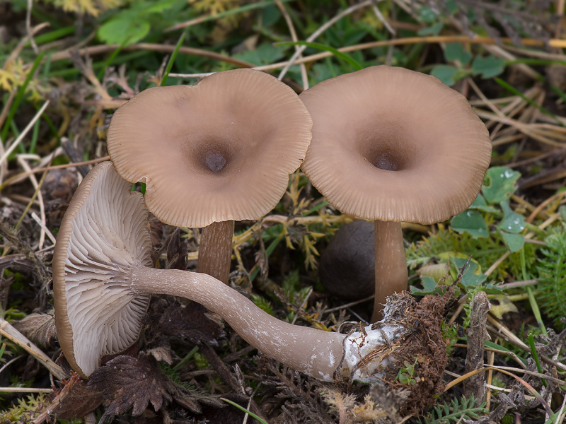 Pseudoclitocybe expallens